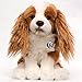 Produktbild Cavalier King Charles Spaniel EBBY braun-weiß 23 cm Plüschtier von Kuscheltiere.biz