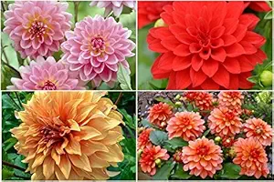 FERNSFLY Flower Bulbs IMP. Dahlia | Dhalia | Dahalia Perennial Flower Bulbs Attractive Aromatic Flower Home Outdoor Gardening Flowering Bulbs (Pack Of 2 The Gallery Mutli Collection)
