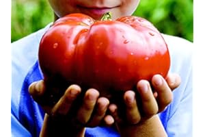 SVI * MONSTER TOMATE * 5 GRAINES ** FRUITS GEANT !! # 1155