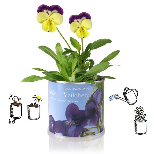 Blumen in der Dose – Lavendel - 2