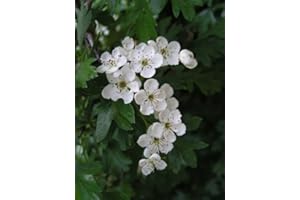 F&G SUPPLIES 10 Hawthorn Hedging Plants 40-60cm,Wildlife Friendly 1-2ft Hawthorne Bare Root Hedge Plants, quickthorn, Whitethorn - All Our Plants are Grade A, Fully Certified and passorted