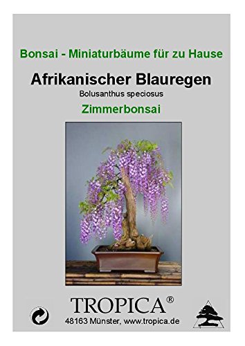 TROPICA – Bonsai – Afrikanischer Blauregen (Bolusanthus speciosus) – 15 Samen - 4