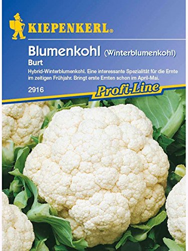 Blumenkohl Winterblumenkohl Burt F1 weiss