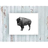Kunstdruck / Poster BISON BLACK & WHITE -ungerahmt- Bison, Buffalo, Tier, skandinavisch, nordisch