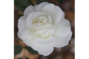 GARDENEXPERT Rosa Bush Rose Floribunda 'Iceberg' Plant