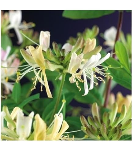 philodendron green princess variegata Philodendron 'White Princess' 6