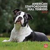 American Staffordshire Bull Terriers 2013 - Original BrownTrout-Kalender by