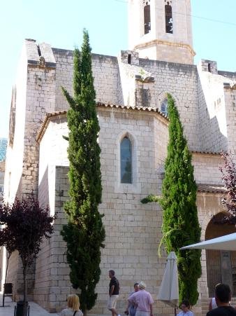 TROPICA – Mittelmeer-Zypresse (Cupressus sempervirens var. pyramidalis) – 100 Samen - 2