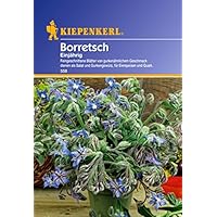 Borretsch Gurkenkraut einjährig