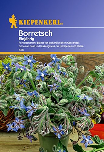 Borretsch Gurkenkraut einjährig