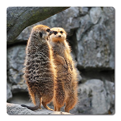 Addies Glas-Untersetzer 6-tlg.Set bedruckt Motiv „ERDMÄNNCHEN“ Komplett-Set in hochwertiger Klarsicht-Geschenkbox und Korkrückseite, Tier-Motiv - 4