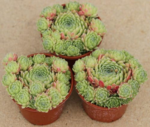 3 x Sempervivum Hens &amp; Chicks Mother Plant In 9cm Pot Ready For Taking Cuttings