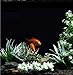 Produktbild Gold butterfly@ 6 Spezies 11 Stück Aquarienpflanzen Paket Künstliches Aquarium Plastik Pflanze