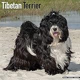 Tibetan Terrier - Tibet Terrier 2020: Original Avonside-Kalender [Mehrsprachig] [Kalender] (Wall-Kalender) by 