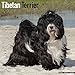 Tibetan Terrier - Tibet Terrier 2020: Original Avonside-Kalender [Mehrsprachig] [Kalender] (Wall-Kalender) by 