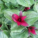 giant trinity 2018 Height: 30-45cm Plant World Seeds - Trillium Chloropetalum Giganteum Seeds