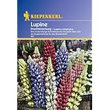 Lupinus polyphyllus Garten-Lupine mehrjährige Mischung