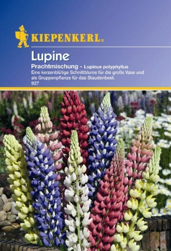 Lupinus polyphyllus Garten-Lupine mehrjährige Mischung