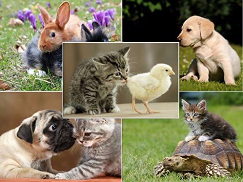 Edition Colibri ANIMAL BABIES Postcard Set (Pack of 50) 5 different designs x 10 cards each / size: 5,8 x 4,1 inch / Perfect for Postcrossing or Collectors