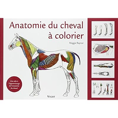 Stacy Florence: Anatomie Du Cheval A Colorier : Une Aide A L ...