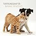 Tierfreundschaften 2017 - Animal Friends - Broschürenkalender (30 x 60 geöffnet) - Tierkalender - Wandplaner by