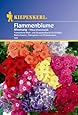 Kiepenkerl Phlox-Mischung