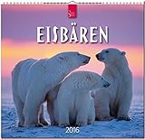 Eisbären 2016: Original Stürtz-Kalender - Mittelformat-Kalender 33 x 31 cm [Spiralbindung] by 