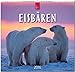 Eisbären 2016: Original Stürtz-Kalender - Mittelformat-Kalender 33 x 31 cm [Spiralbindung] by 