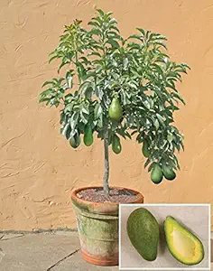 M-Tech Gardens Rare Exotic Dwarf Avocado Fruit Persea Americana Plant