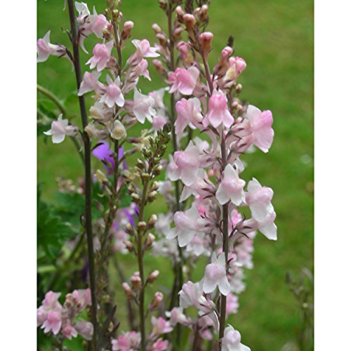 Blumixx Stauden Linaria purpurea ‚Canon J.Went‘ – Purpur-Leinkraut, im 0,5 Liter Topf, zartrosa blühend - 2