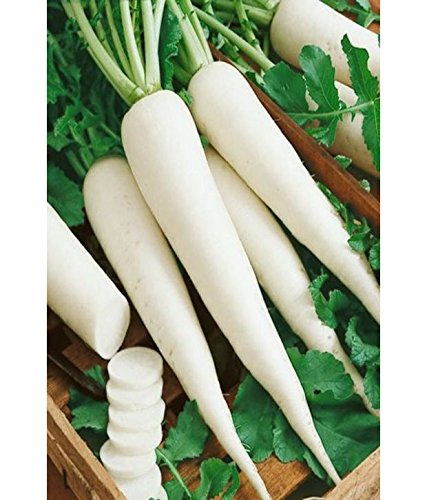 Cocogarden Radish Seeds for Home and Terrace Gardening | Fresh Kitchen Gardening | Organic Vegetable for Home Garden | Native Seeds, Easy To Grow, Non-Hybrid