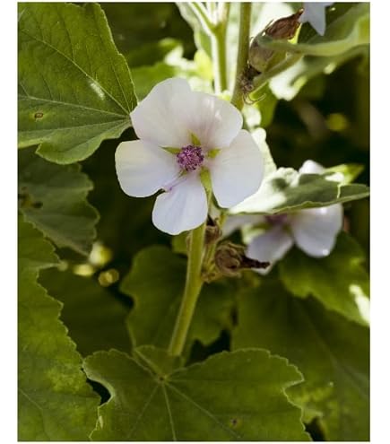 150 Graines De Guimauve Officinale - Plante Médicinale Et Comestible - Semences Paysannes Reproductibles Non Hybrides - 4