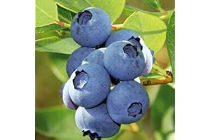 NATURAVIVA BASSANO Pianta di mirtillo gigante americano (MIRTILLO GIGANTE PRECOCE)