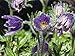 Produktbild Artland Qualitätsbilder I Alu Dibond Bilder Alu Art 80 x 60 cm Botanik Blumen Foto Lila C0QY Pulsatilla Küchenschelle