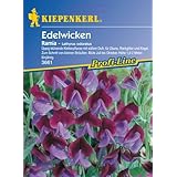 Kiepenkerl Lathyrus odoratus (Edelwicken) Ramia