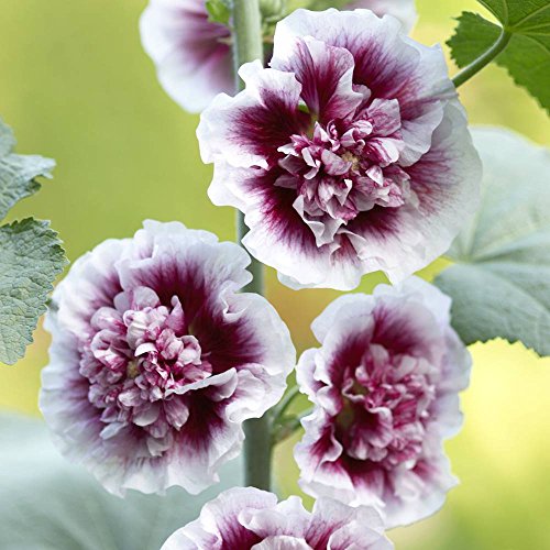 Stockrose Creme de Cassis - 3 pflanzen