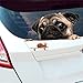 Price comparison product image 2 pieces Funny 3D Pug Dog Watch Snail Car Window Decal Cute Pet Puppy Laptop Sticker
