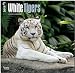 White Tigers 2015 - Weiße Tiger: Original BrownTrout-Kalender [Mehrsprachig] [Kalender] by 
