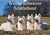 Weißer Schweizer Schäferhund (Wandkalender 2019 DIN A4 quer): Auf 13 wunderschönen Fotos mit einer faszinierenden Hunderasse durch die Jahreszeiten (Monatskalender, 14 Seiten ) (CALVENDO Tiere) by