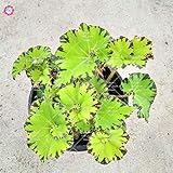 Como se muestra en la imagen Potseed Semillas: 100 Piezas/Bolsa Begonia de la Planta, ollas IndoorFlower, un pequeño jardín de la Begonia, Plantas Perilla para el hogar decoración del jardín: 3