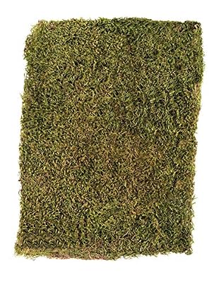 Rayher 8508300, séché, sachets de mousse 100 g, de la mousse, vert/marron, 29 x 23 x 5 cm