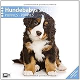 Hundebabies 2012 Art12 Collection: Broschürenkalender by