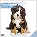 Hundebabies 2012 Art12 Collection: Broschürenkalender by