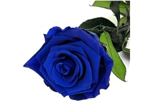 Mundo Eterno Rosa Eterna Preservada 55cm Azul Oscura