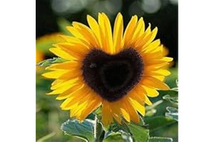 GENERIC Générique frais 50 pcs graines de tournesol pour la plantation jaune