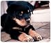 Produktbild Rottweiler Puppy Customized, Gaming Mouse Pad Mouse Mat