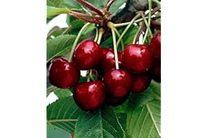 BAKKER Ciliegio colonnare Kordia -cad.-Arbusti