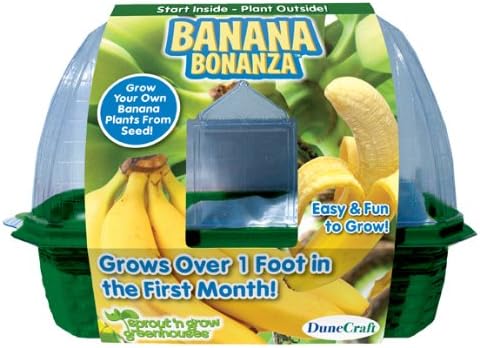 DuneCraft 22854 Grow Your Own Bonanza Banana Plant