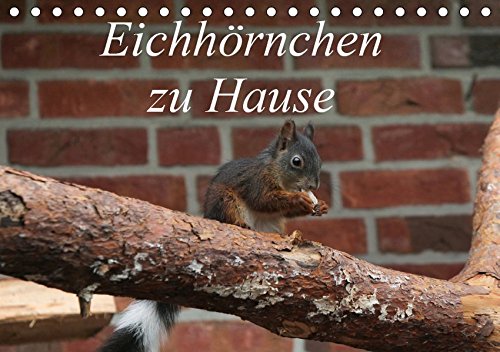 Price comparison product image Eichhörnchen zu Hause (Tischkalender 2019 DIN A5 quer): Bilder aus nächster Nähe. (Monatskalender