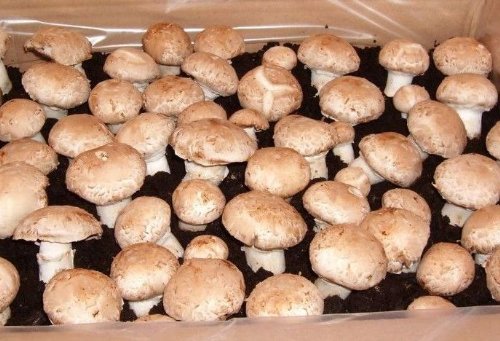 BIO Steinchampi braun Pilzzucht 10 kg Fertigkultur Pilzbrut